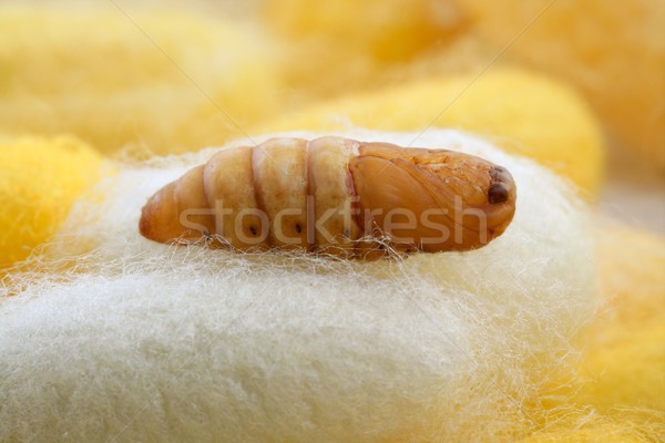 Stock photo: chrysalis silkworm on silk worm cocoon