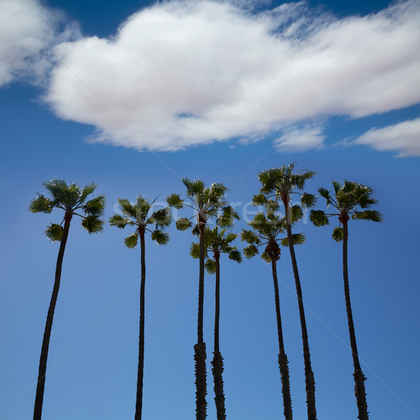 Stockfoto: Californië · palmbomen · blauwe · hemel · hoog · groep · hemel