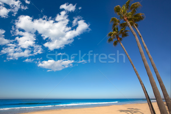 Strand Californië palmbomen wal drie groep Stockfoto © lunamarina