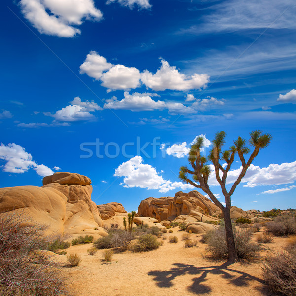 Joshua Tree National Park Jumbo Rocks Yucca valley Desert Califo Stock photo © lunamarina