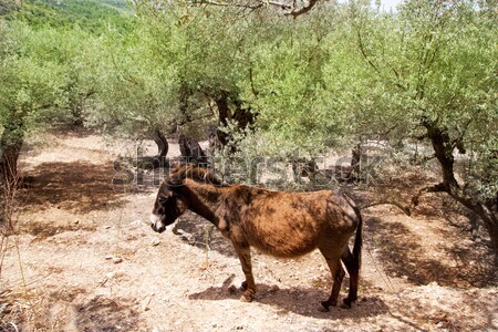 Сток-фото: ослом · Средиземное · море · оливковое · дерево · области · трава · стены
