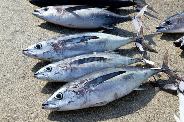 Ton peşte pescuit natură albastru Imagine de stoc © lunamarina