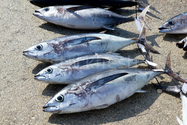 マグロ 魚 キャッチ 釣り 自然 青 ストックフォト © lunamarina