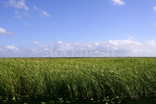 Zdjęcia stock: Błękitne · niebo · Florida · zielone · roślin · horyzoncie · charakter