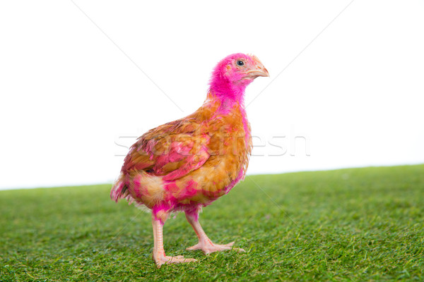 chicken chick hen pink painted on turf grass Stock photo © lunamarina