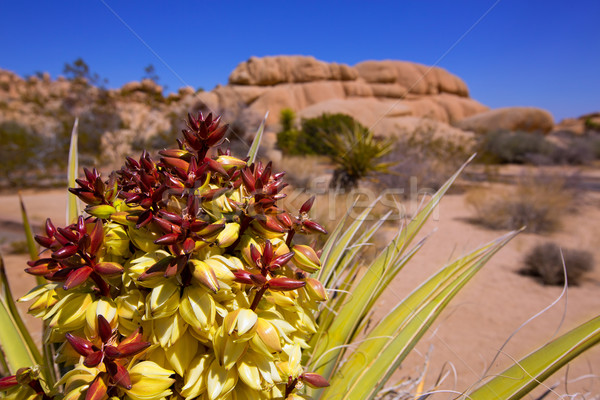 Yucca brevifolia flowers in Joshua Tree National Park Stock photo © lunamarina