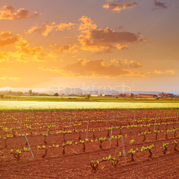 La Rioja vineyard fields in The Way of Saint James Stock photo © lunamarina