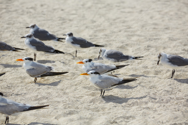 Stock photo: Royal Caspian terns sea birds in Miami Florida