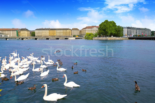 Swans in Geneve Geneva of Switzerland Swiss Stock photo © lunamarina