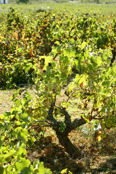 Vineyard, grape fields in mediterranean Spain Stock photo © lunamarina
