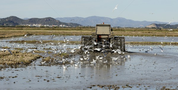 Rice tractor, wet rice fields and seagulls Stock photo © lunamarina