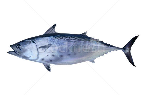 Kicsi zsákmány tonhal hal tengeri hal sport Stock fotó © lunamarina