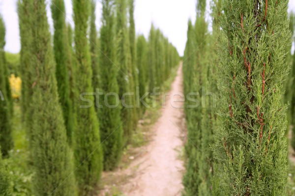 Ciprus fák díszítő mezőgazdaság mezők természet Stock fotó © lunamarina