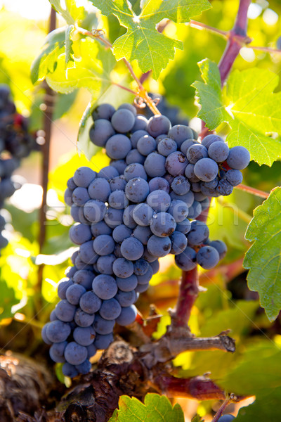 Bobal Wine grapes in vineyard raw ready for harvest Stock photo © lunamarina