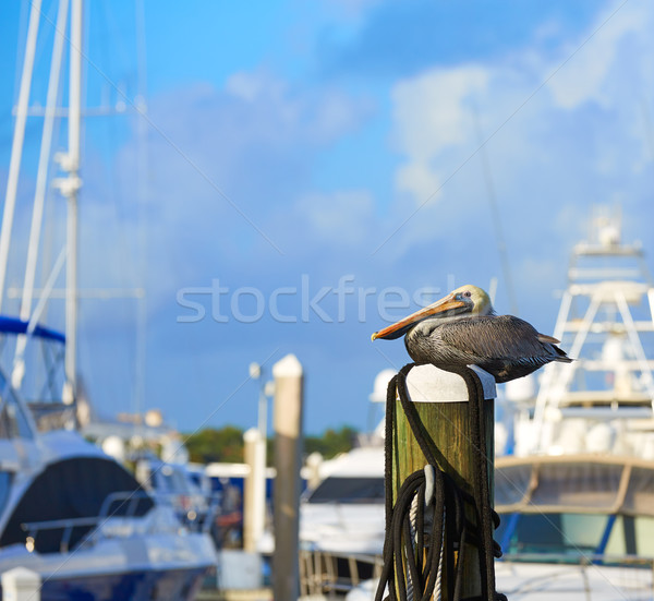 Fort lauderdale uccello marina Florida polo USA Foto d'archivio © lunamarina