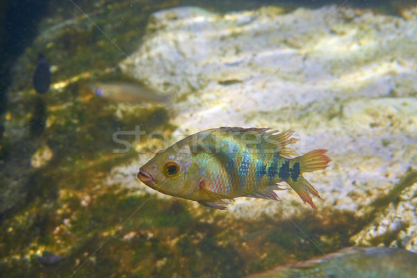 fish Cichlasoma urophthalmus of Cichlids Stock photo © lunamarina