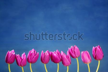 Rose tulipes fleurs rangée groupe ligne [[stock_photo]] © lunamarina