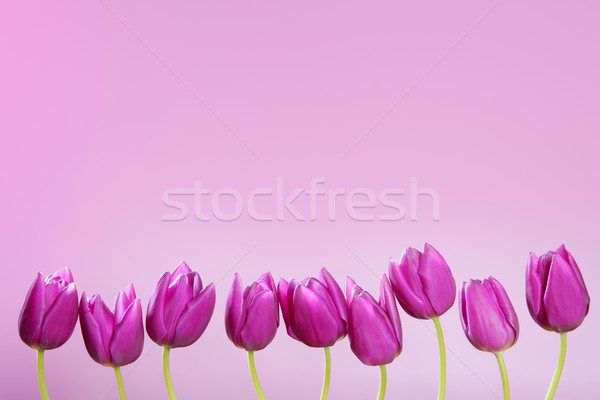 Stock photo: pink tulips flowers in a row group line arrangement