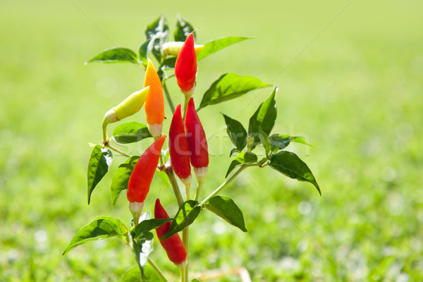 chili hot peppers plant in red and orange Stock photo © lunamarina