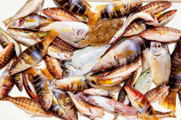 catch of fish in Mediterranean bream squid Stock photo © lunamarina
