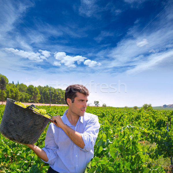 chardonnay harvesting with harvester farmer winemaker Stock photo © lunamarina