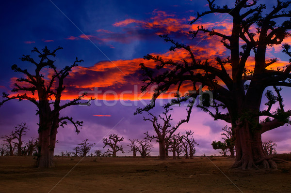 Africa sunset in Baobab trees colorful Stock photo © lunamarina