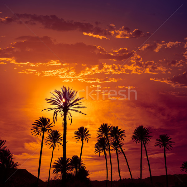 Palmbomen Spanje strand middellandse zee water wolken Stockfoto © lunamarina