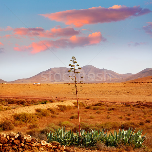 Fuerteventura Tefia at Canary Islands Stock photo © lunamarina