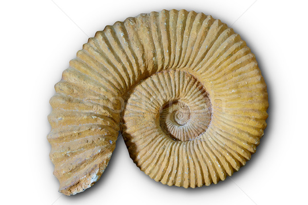 Ammonites fossil in Valencian Community Spain Stock photo © lunamarina