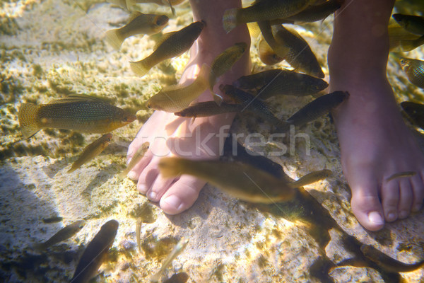 Cenotes Mexico fishes suck feet dead skin Stock photo © lunamarina