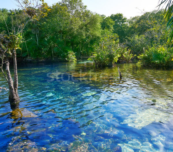 Cenote in Riviera Maya of Mayan Mexico Stock photo © lunamarina