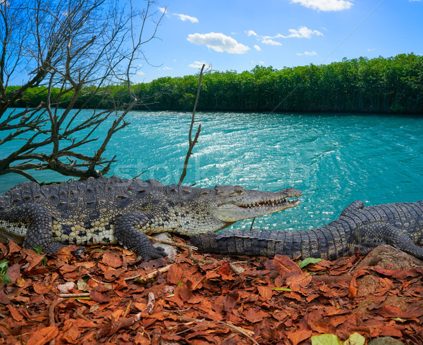 Krokodil Mexikó természet nyár tó folyó Stock fotó © lunamarina