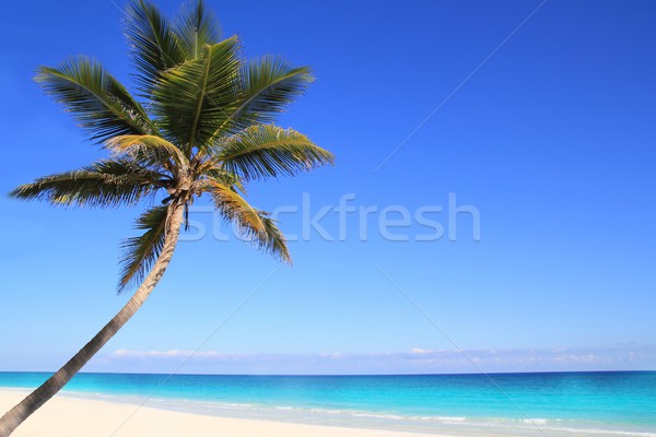Karibik Kokospalme Bäume Meer Wasser Natur Stock foto © lunamarina