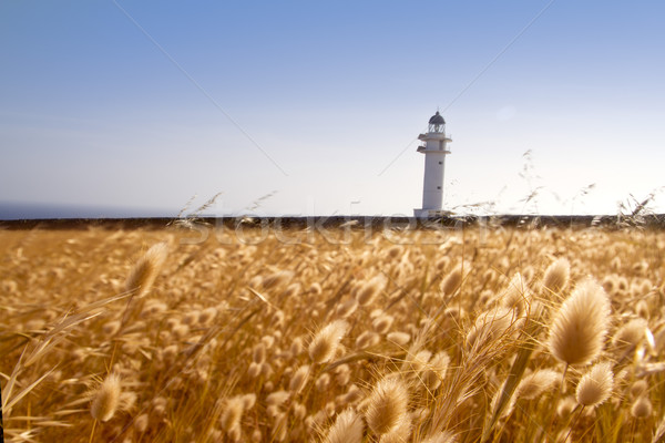 Barbaria cape lighthouse formentera golden meadow Stock photo © lunamarina