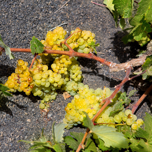 Lanzarote La Geria vineyard on black volcanic soil Stock photo © lunamarina