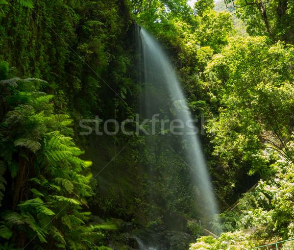 Foto stock: Cachoeira · la · laurel · floresta · canárias · água