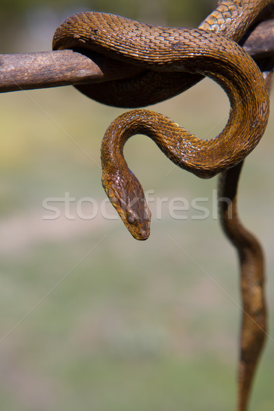 River snake on wooden stick with blurred background Stock photo © lunamarina