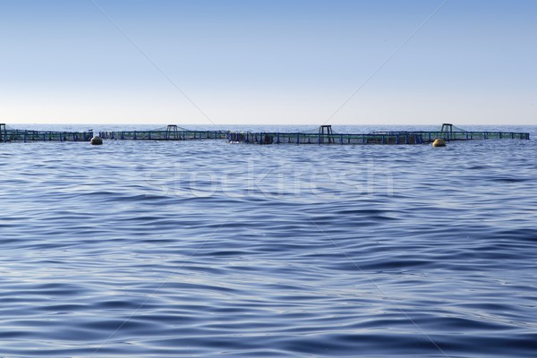 魚 ファーム 青 海 海 地平線 ストックフォト © lunamarina