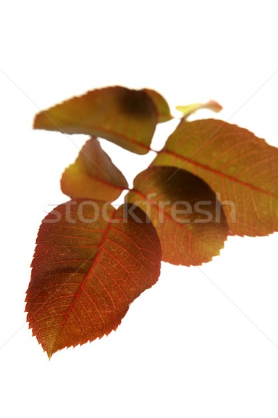 Сток-фото: осень · осень · листьев · декоративный · студию · белый