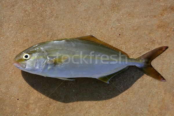 Seriola dumerili fish greater amberjack fish Stock photo © lunamarina