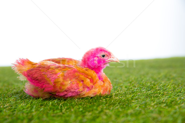 Poulet chiches poule rose peint gazon [[stock_photo]] © lunamarina