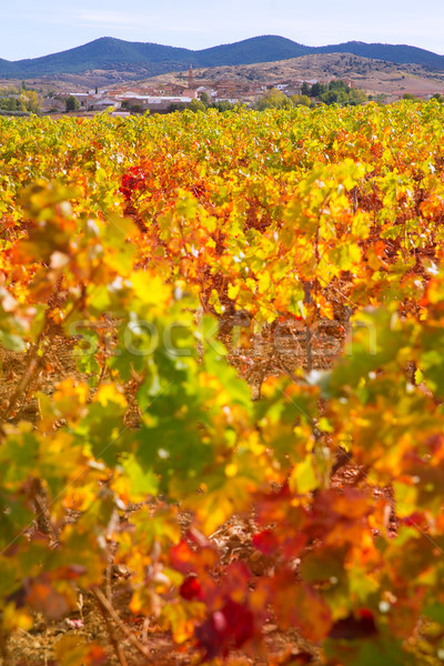 Aragon Paniza autumn golden red vineyard in Zaragoza Stock photo © lunamarina