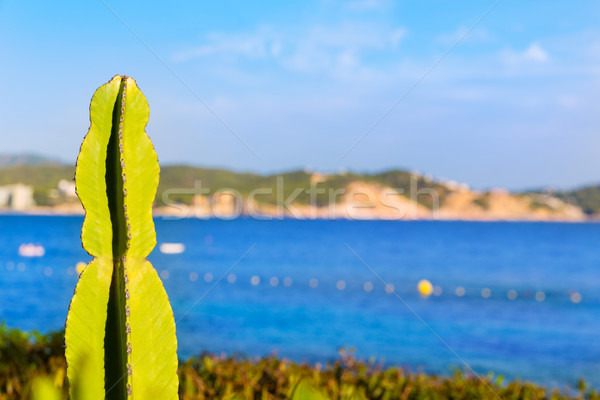 Strand majorca eiland Spanje landschap zee Stockfoto © lunamarina