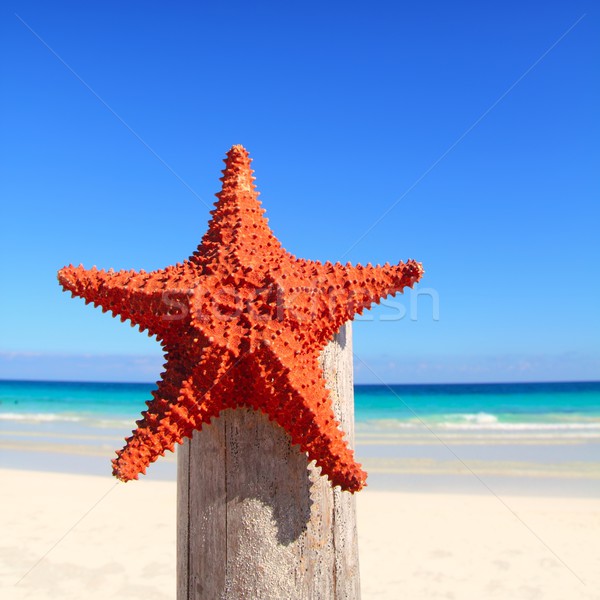 [[stock_photo]]: Caraïbes · starfish · bois · pôle · plage · belle