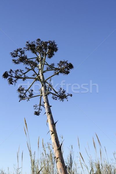 Agave, pitera, cactus from mediterranean sea shore Stock photo © lunamarina