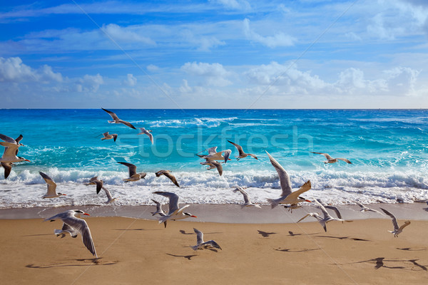Cantante isla playa palma Florida gaviotas Foto stock © lunamarina