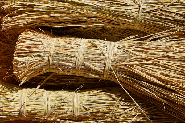 Esparto halfah grass used for crafts basketry Stock photo © lunamarina
