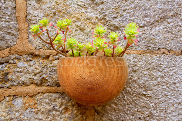 Plants pots in Valldemossa at Majorca Balearic island Stock photo © lunamarina