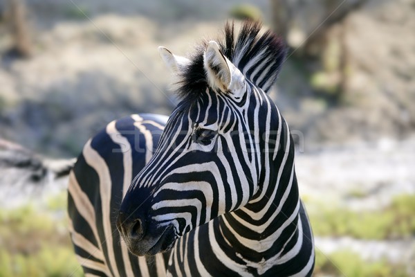 Schönen african Zebra Freien gestreift Haut Stock foto © lunamarina