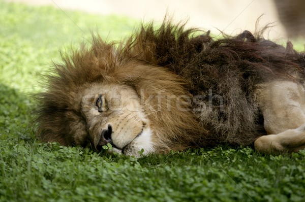 Stok fotoğraf: Erkek · aslan · uyku · çim
